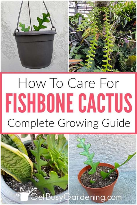 care for fishbone cactus