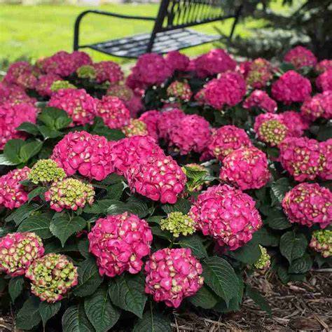 care for summer crush hydrangea