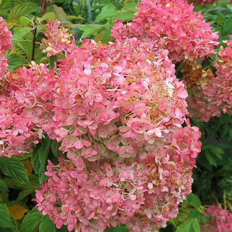 care for vanilla strawberry hydrangea