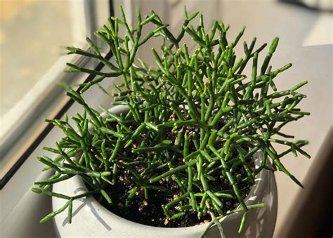 care pencil cactus