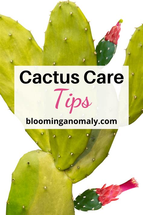 care tips for cactus