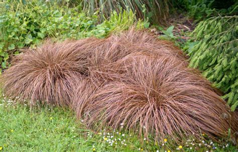 carex comans bronze form
