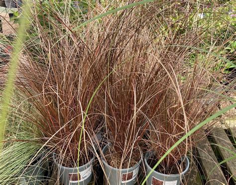 carex red rooster companion plants