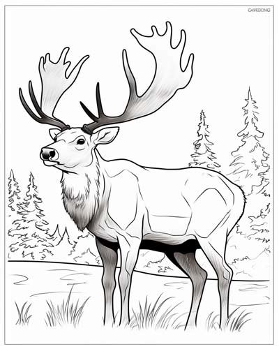 caribou coloring pages