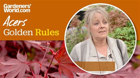 caring for acers golden rules