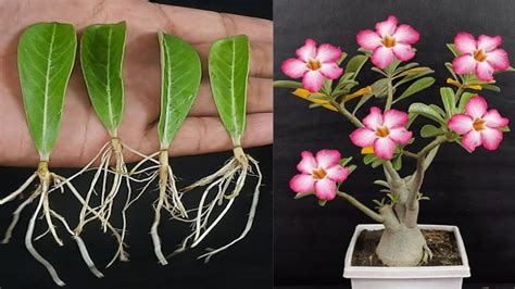 caring for an adenium