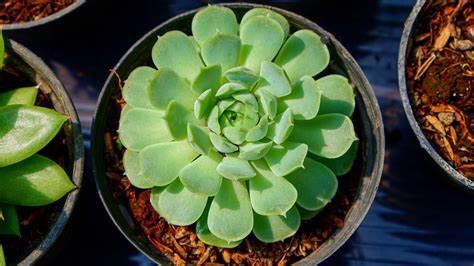 caring for an echeveria elegans