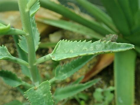 caring for an kalanchoe daigremontiana