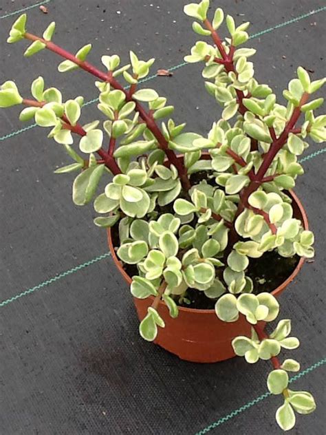 caring for an portulacaria afra