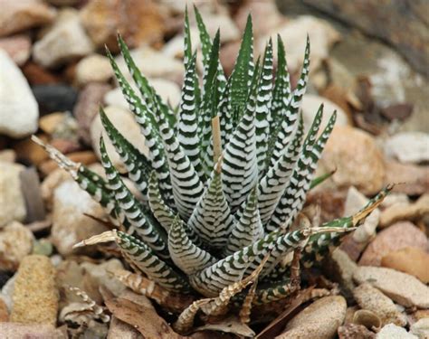 caring for an zebra haworthia