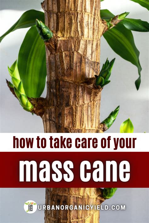 caring for mass cane