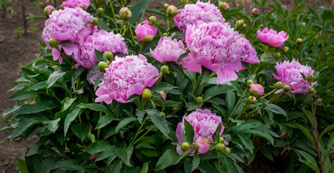 caring for peonies in spring