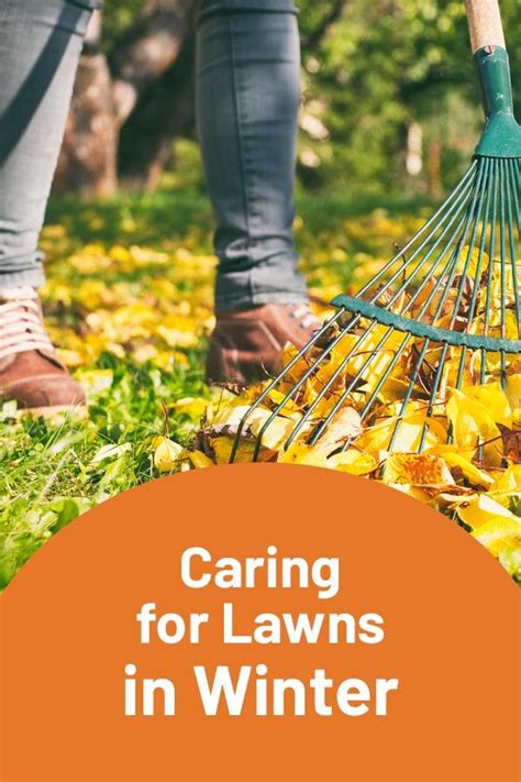 caring for winter lawns
