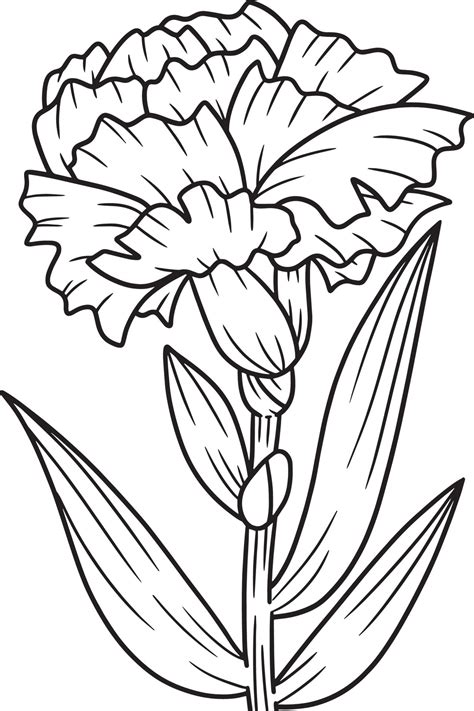 carnation flower coloring pages