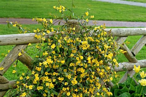 Is Carolina Jasmine Poisonous?