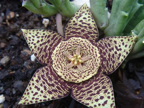 carrion flower cactus