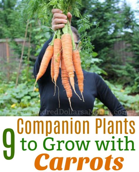 carrot companion plants