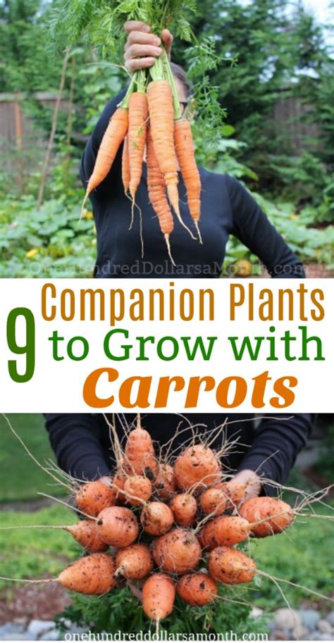 carrot growing companions