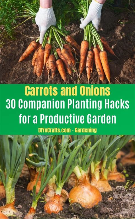 carrots and onions companion planting