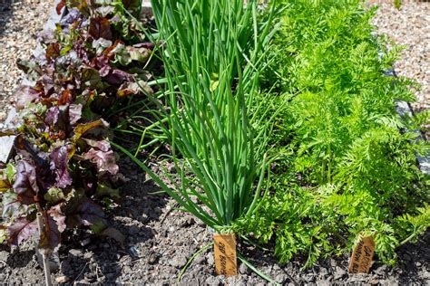 carrots and onions growing together