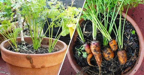 carrots in containers