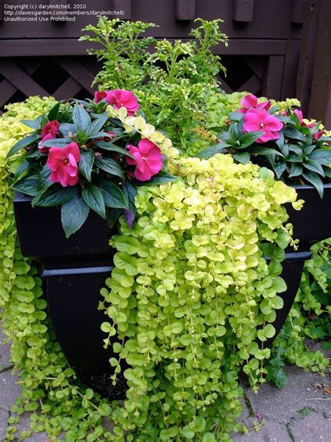 cascading plants for pots