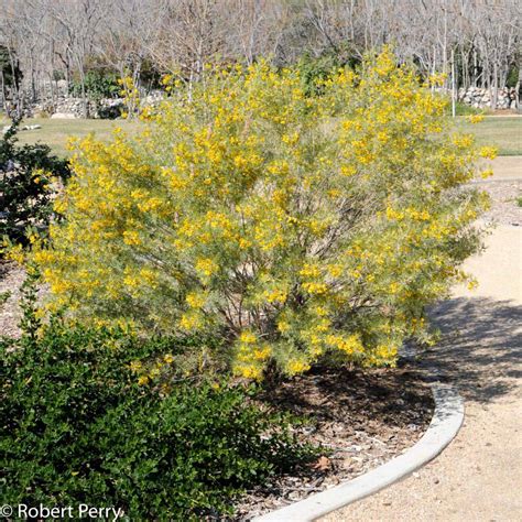 cassia feathery
