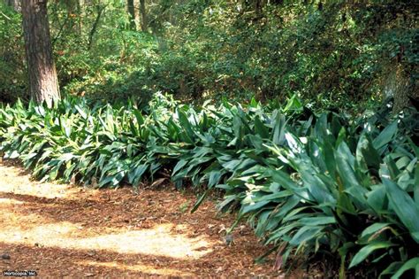 cast iron plant companion plants