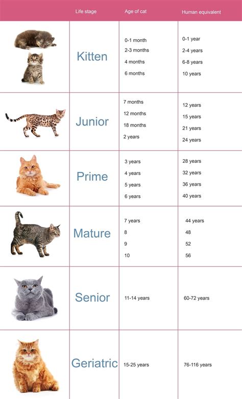 Cat Chart Age