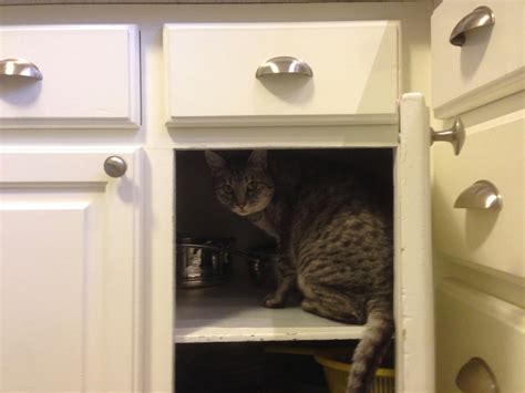 Cat in cupboard