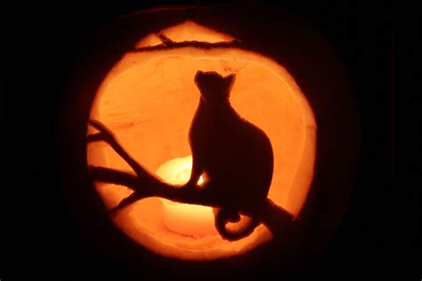 cat jack o lanterns