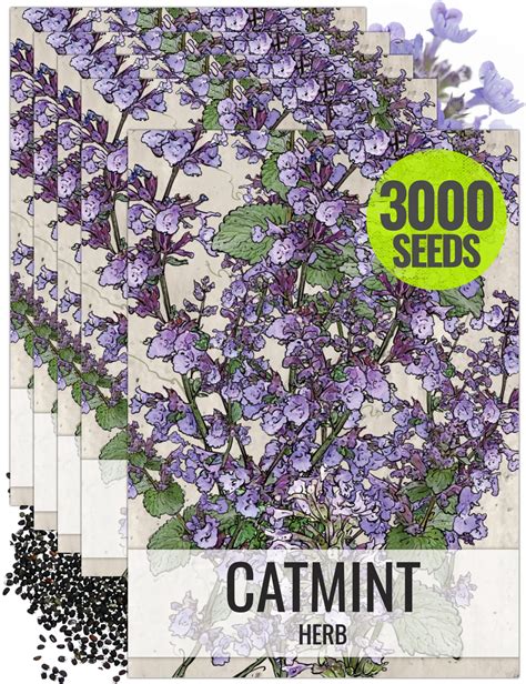 cat mint seeds