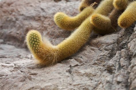 cat tail cactus