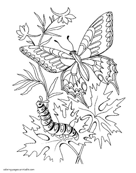 caterpillar and butterfly coloring pages