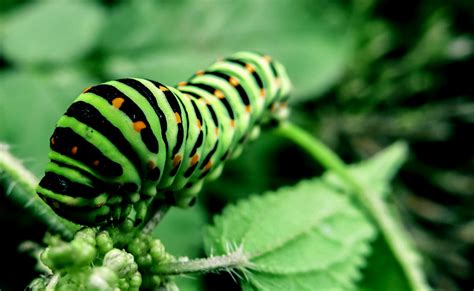 Caterpillars and Beetles