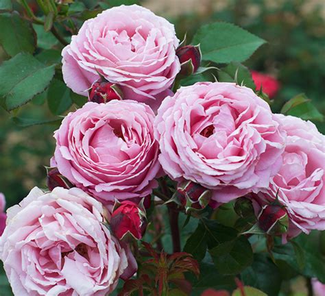 cathedral bells rose