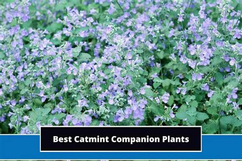 catmint companion vegetable plants
