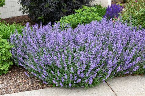 catmint nepeta