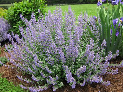 catmint perennial
