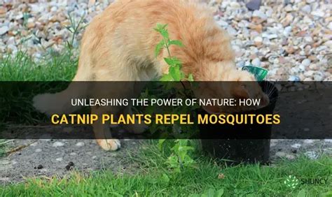catnip mosquitoes