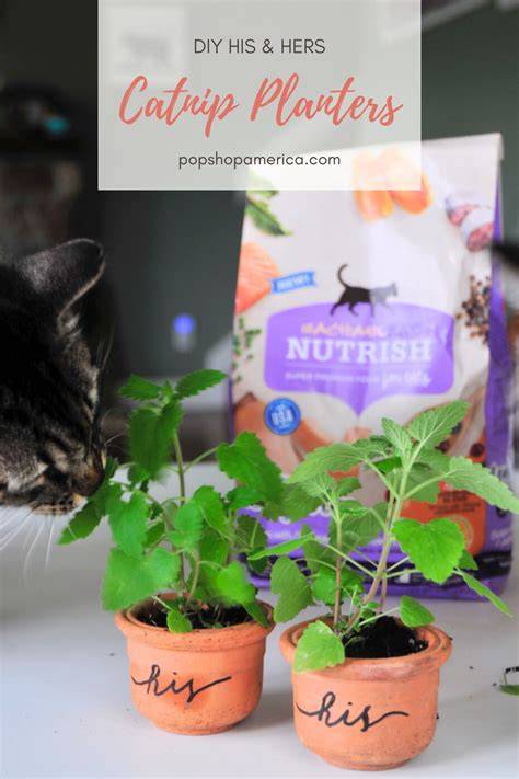 catnip planters