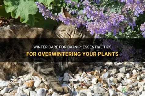 catnip winter care