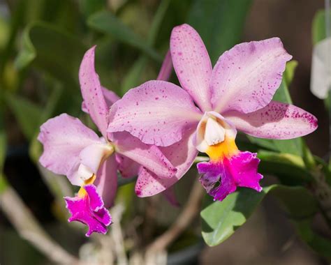 cattleya orchids
