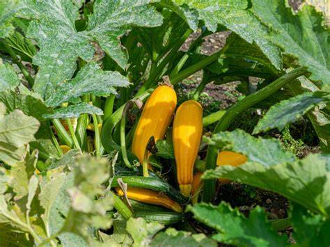 causes for hollow squash