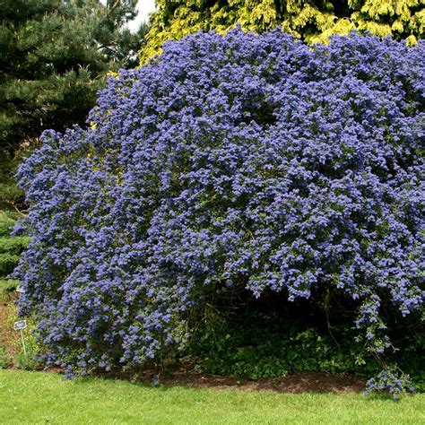 ceanothus concha