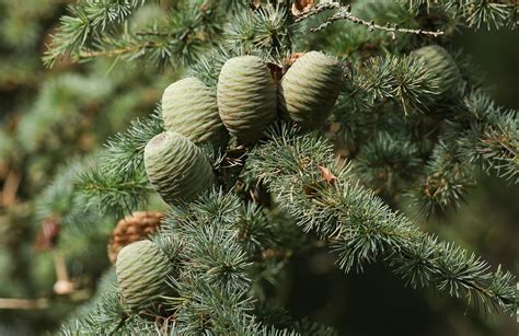 cedar tree conifer