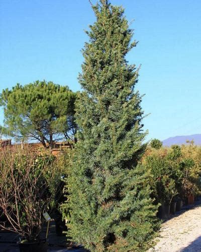 cedrus deodara fastigiata