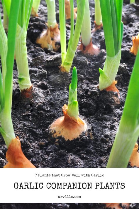 celery and garlic companion plants
