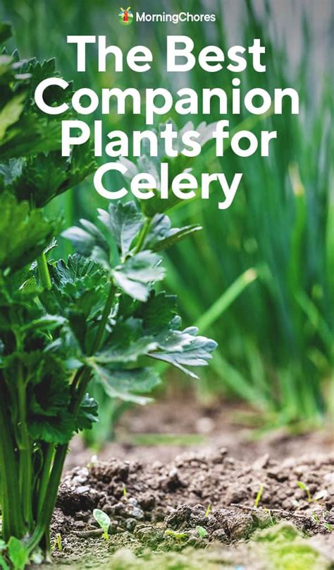 celery best companion plant