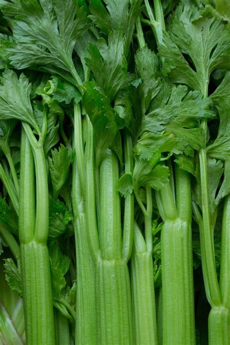 celery companion